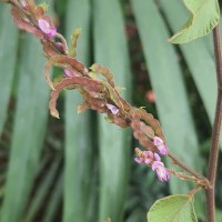 Polhillides velutina (Willd.) H.Ohashi & K.Ohashi